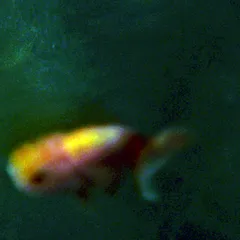 Still from Nimit (2)