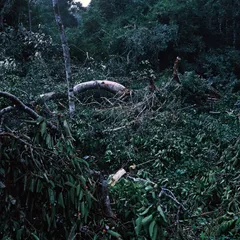 A Man Who Ate an Entire Tree
