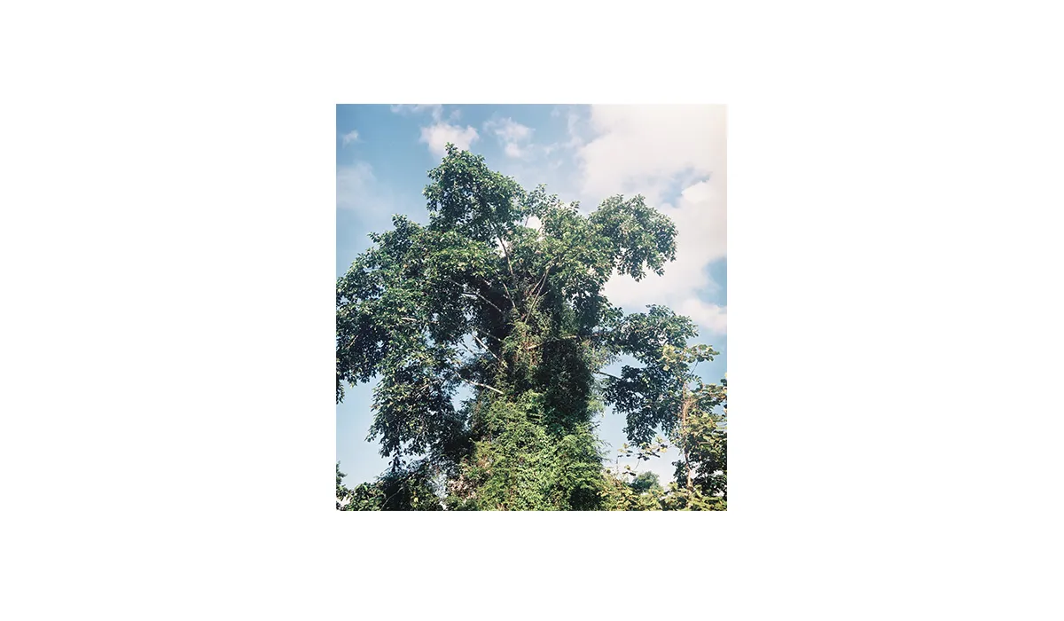 Installation view: A Man Who Ate an Entire Tree (6)