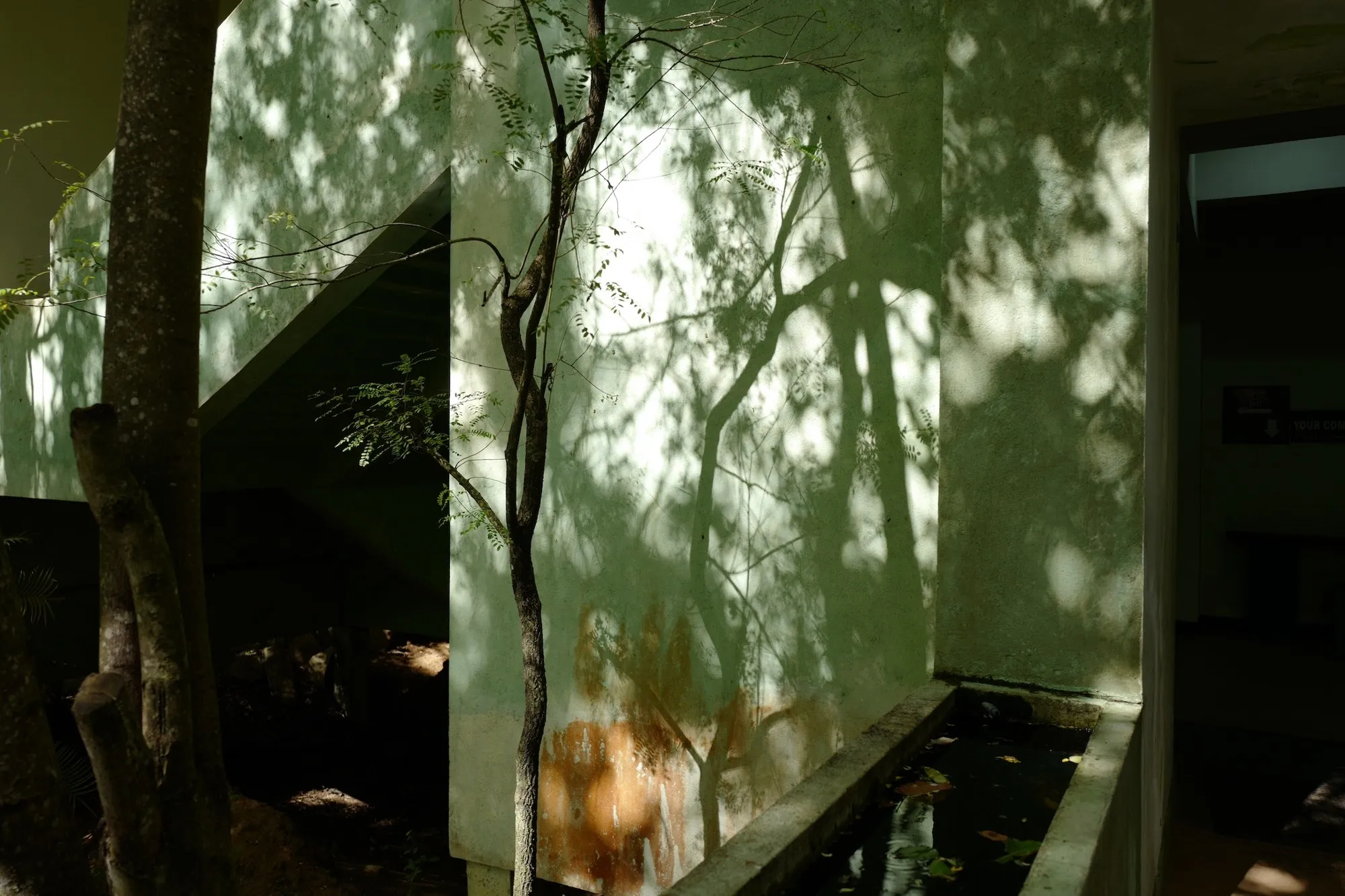Shadows of branches on a pale green wall beside a still pool